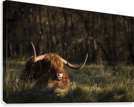 9W8A4239copy Canvas Print