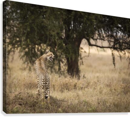 9W8A4601copy Canvas Print