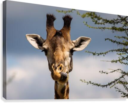 9W8A2164copy Canvas Print