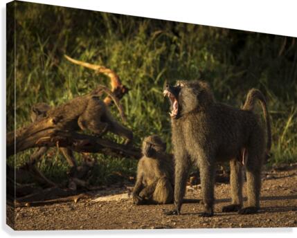 9W8A5515copy Canvas Print