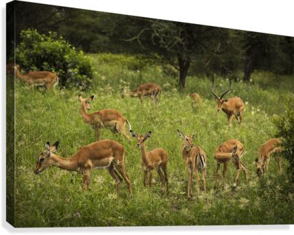 9W8A1768copy Canvas Print