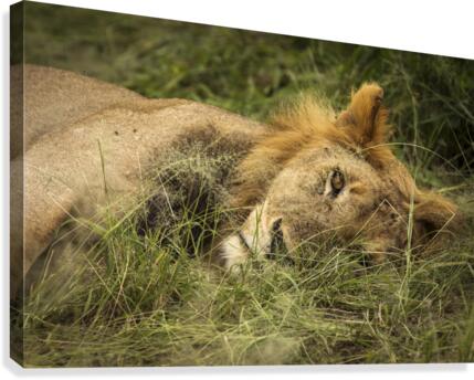 9W8A2608copy Canvas Print