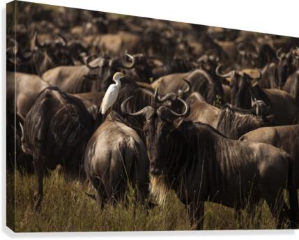 9W8A6039copy Canvas Print