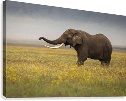 9W8A7568copy Canvas Print