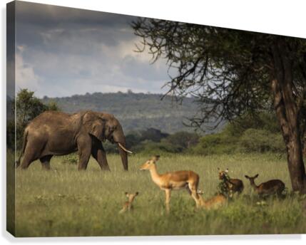 9W8A2557copy Canvas Print