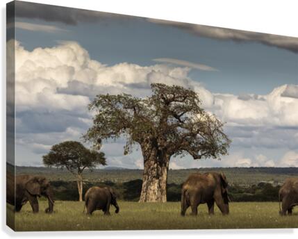 9W8A2517copy Canvas Print