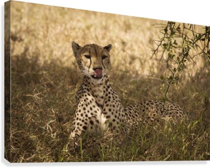 9W8A4674copy Canvas Print