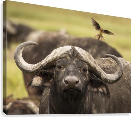 9W8A7153copy Canvas Print