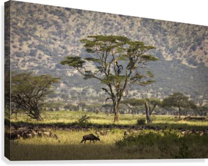 9W8A6096copy Canvas Print