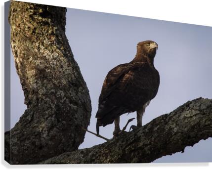 9W8A5774copy Canvas Print