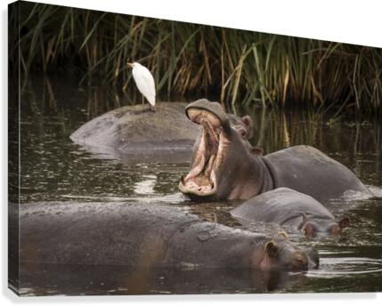 9W8A7010copy Canvas Print
