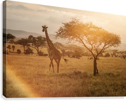 9W8A3828copy Canvas Print