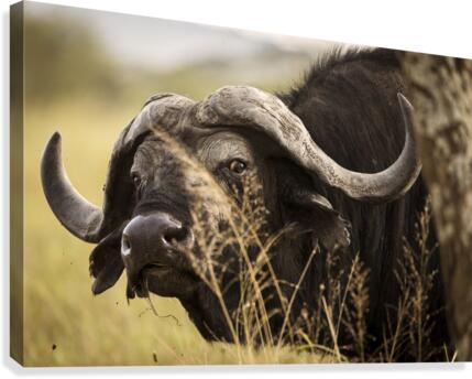 9W8A5257copy Canvas Print