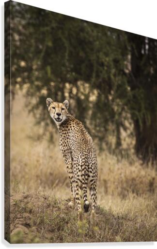 9W8A4594copy Canvas Print