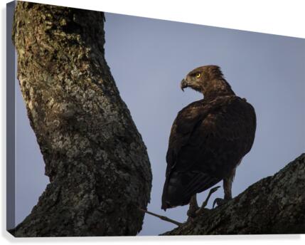 9W8A5758copy Canvas Print