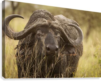 9W8A5243copy Canvas Print
