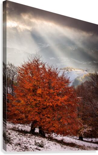 9W8A4969copy Canvas Print