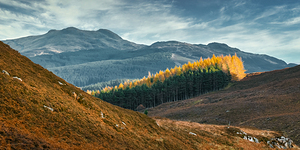 Tay Forest Edge