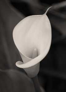 Calla Lily Bloom