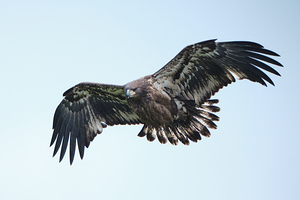 Bird Photography 
