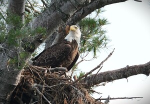 Bird Photography 