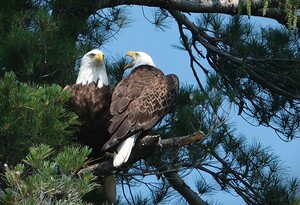 Bird Photography 