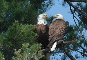 Bird Photography 