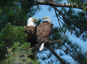 Bird Photography 