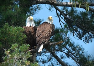 Bird Photography 