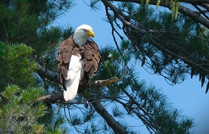 Bird Photography 