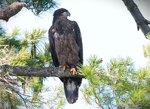Bird Photography   