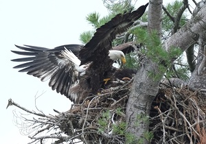 Bird Photography 