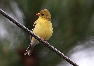 Bird Photography   