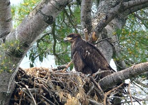 Bird Photography 