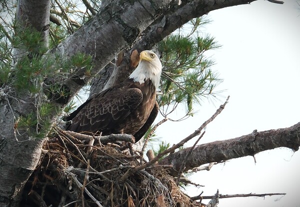 Bird Photography  Print