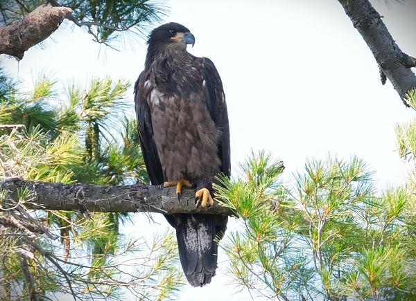 Bird Photography    Print