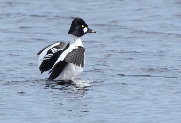 Bird Photography    by Arnie Naiman