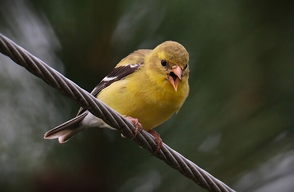 Bird Photography    Print