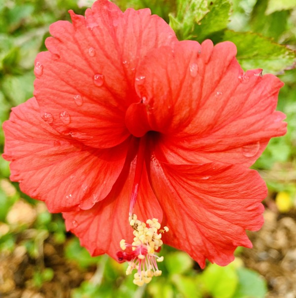 Raindrops by Lawrence Olive