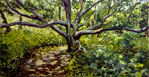 White Oak 