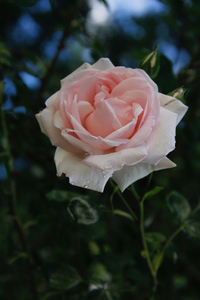  Pink Promise