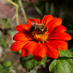 Bee Happy