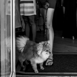 Pomeranian