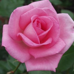 Perfume Delight