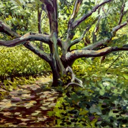 White Oak 