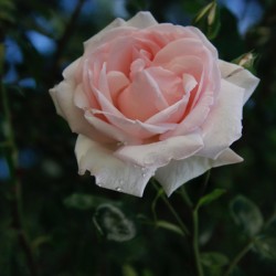  Pink Promise