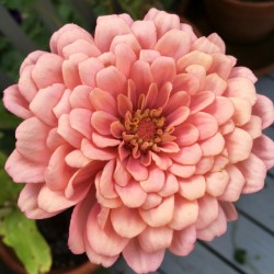 Pink Zinnia