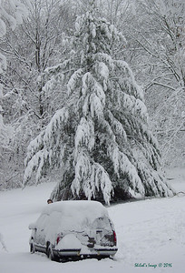 Winter pine