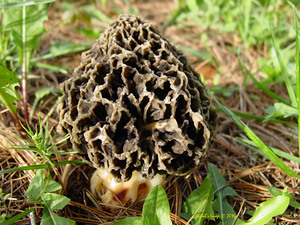 Morel mushroom
