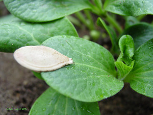 Pumpkin seed